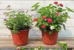 比特萝卜最新爆料视频,揭秘神秘项目，带你领略科技前沿