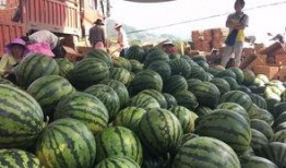 最新西瓜爆料,揭秘娱乐圈最新热点事件！