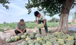 新疆吃瓜最新爆料新闻,揭秘背后真相与争议