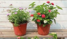 宝茶皮肤爆料视频大全最新,全新角色与特效大揭秘